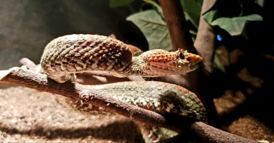 En el Día Internacional de Concientización sobre la mordedura de Serpiente, Salud llama a evitar accidentes ofídicos